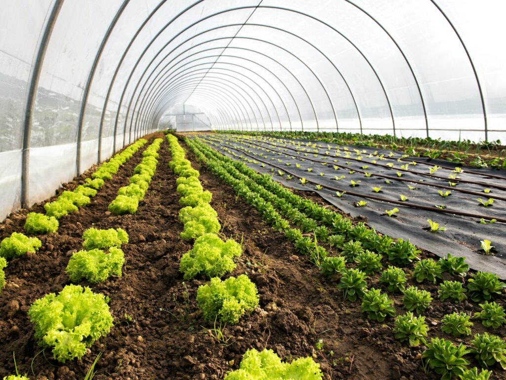 Interior of an agricultural greenhouse or tunnel